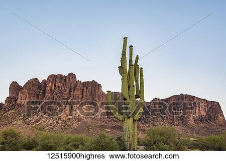 Lost Dutchman State Park with Superstition Mountain in the background, near Apache Junction; Arizona, United States of America View Large Photo Image Stock Photograph - Lost Dutchman State Park with Superstition Mountain in the background, near Apache Junction; Arizona, United States of America. Fotosearch