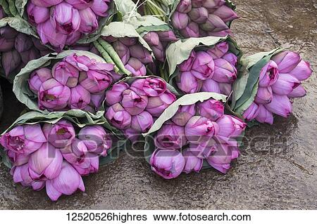 Stock Photograph - Lotus flowers in bouquets for sale at the market; Hanoi, Hanoi, Vietnam. Fotosearch