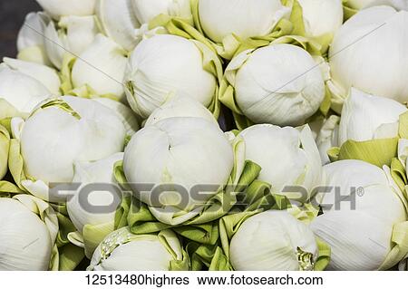 Lotus flowers; Phnom Penh, Cambodia View Large Photo Image Stock Photograph - Lotus flowers; Phnom Penh, Cambodia. Fotosearch