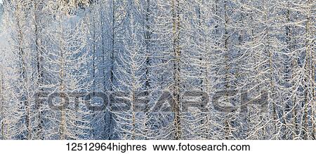 Stock Photograph - Low angle afternoon sunlight casts warm light on snow-covered Cottonwood trees, Turnagain Pass, Kenai Peninsula, South-central Alaska; Alaska, United States of America. Fotosearch