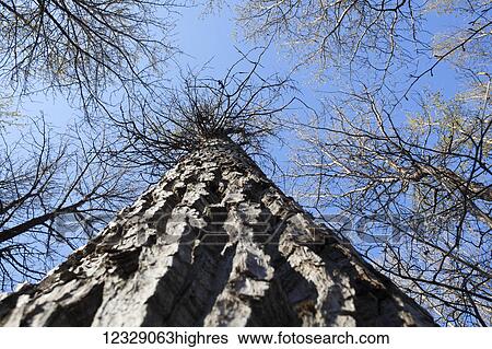 Low angle view and close-up of the bark on the trunk of the tree looking up to a blue sky, Kenai Peninsula; Alaska, United States of America View Large Photo Image Stock Photograph - Low angle view and close-up of the bark on the trunk of the tree looking up to a blue sky, Kenai Peninsula; Alaska, United States of America. Fotosearch