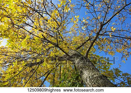 Low angle view of a tree in golden foliage in autumn against a blue sky; Stowe, Vermont, United States of America View Large Photo Image Stock Photograph - Low angle view of a tree in golden foliage in autumn against a blue sky; Stowe, Vermont, United States of America. Fotosearch
