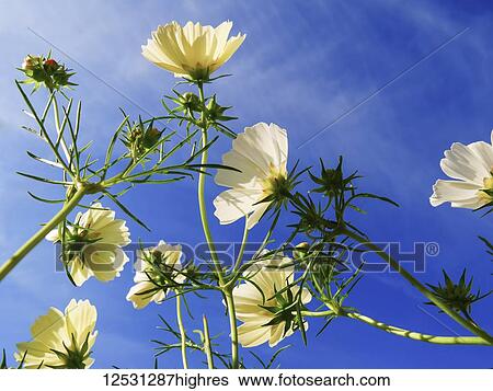 Stock Photograph - Low angle view of blossoming wildflowers against a blue sky; England. Fotosearch