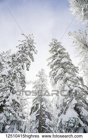 Low angle view of snow covered trees and sunlight glowing through them to a blue sky with cloud View Large Photo Image Stock Photograph - Low angle view of snow covered trees and sunlight glowing through them to a blue sky with cloud. Fotosearch