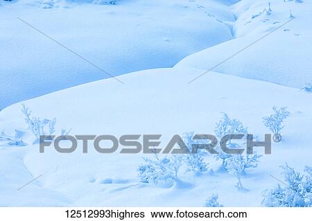 Stock Photograph - Low brush stick out above the dense blanet of snow on a foggy day in Turnagain Pass, Kenai Peninsula, South-central Alaska; Alaska, United States of America. Fotosearch