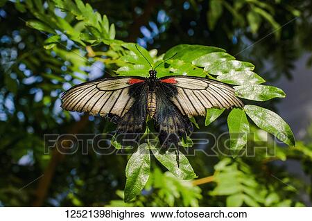 Lowi Swallowtail butterfly (Papilio lowi), botanical gardens; Montreal, Quebec, Canada View Large Photo Image Stock Photograph - Lowi Swallowtail butterfly (Papilio lowi), botanical gardens; Montreal, Quebec, Canada. Fotosearch
