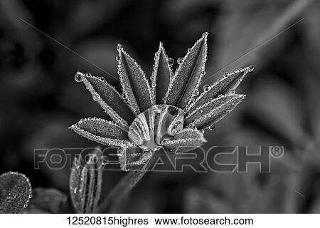 Stock Photograph - Lupine leaves with dew drops in black and white; United States of America. Fotosearch