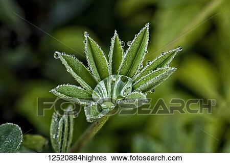 Stock Photograph - Lupine leaves with dew drops; United States of America. Fotosearch