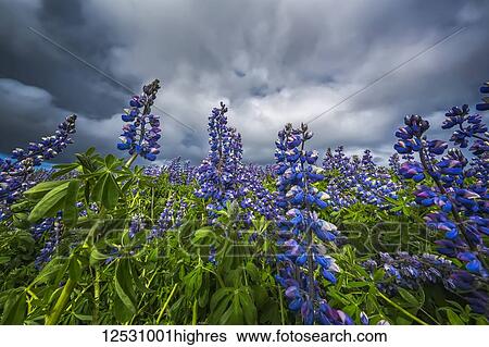 Stock Photograph - Lupines in the Icelandic landscape, Snaefellsness Peninsula; Iceland. Fotosearch