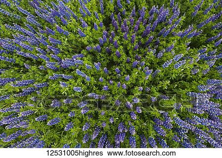 Stock Photograph - Lupines in the Icelandic landscape, Snaefellsness Peninsula; Iceland. Fotosearch