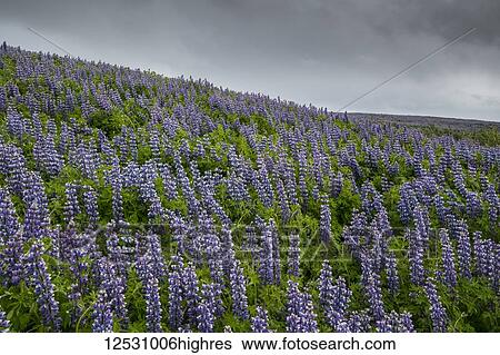 Lupines in the Icelandic landscape, Snaefellsness Peninsula; Iceland View Large Photo Image Stock Photograph - Lupines in the Icelandic landscape, Snaefellsness Peninsula; Iceland. Fotosearch