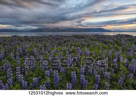 Lupines in the Icelandic landscape, Snaefellsness Peninsula; Iceland View Large Photo Image Stock Photograph - Lupines in the Icelandic landscape, Snaefellsness Peninsula; Iceland. Fotosearch