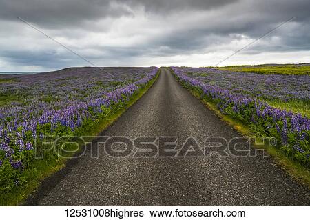 Lupines line a road on the Snaefellsness Peninsula; Iceland View Large Photo Image Stock Photograph - Lupines line a road on the Snaefellsness Peninsula; Iceland. Fotosearch