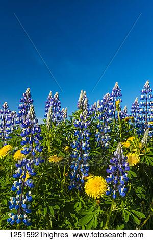 Stock Photograph - Lupins and dandelions blossoming on a hillside; Geysir, Iceland. Fotosearch