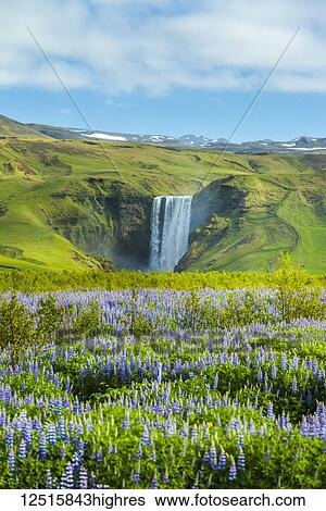 Lupins bloom in front of Skogafoss waterfall; Skoga, Iceland View Large Photo Image Stock Photograph - Lupins bloom in front of Skogafoss waterfall; Skoga, Iceland. Fotosearch