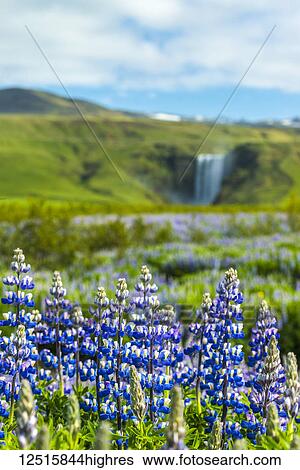 Lupins bloom in front of Skogafoss waterfall; Skoga, Iceland View Large Photo Image Stock Photograph - Lupins bloom in front of Skogafoss waterfall; Skoga, Iceland. Fotosearch