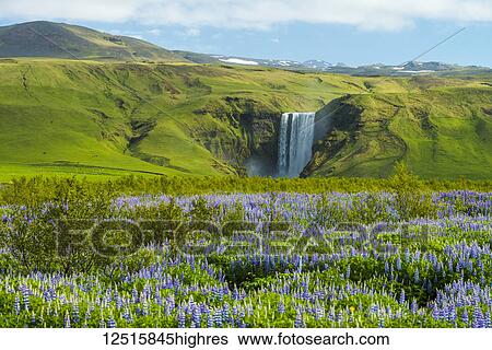 Stock Photograph - Lupins bloom in front of Skogafoss waterfall; Skoga, Iceland. Fotosearch