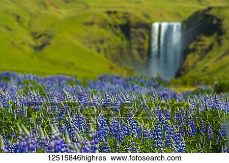 Lupins bloom in front of Skogafoss waterfall; Skoga, Iceland View Large Photo Image Stock Photograph - Lupins bloom in front of Skogafoss waterfall; Skoga, Iceland. Fotosearch