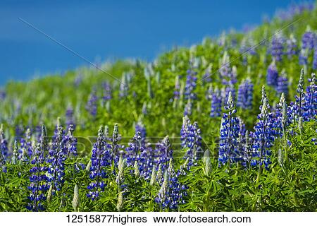 Lupins in bloom on hillside; Geysir, Iceland View Large Photo Image Stock Photograph - Lupins in bloom on hillside; Geysir, Iceland. Fotosearch