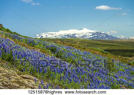 Lupins in bloom on hillside; Geysir, Iceland View Large Photo Image Stock Photograph - Lupins in bloom on hillside; Geysir, Iceland. Fotosearch