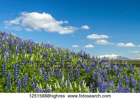 Lupins in bloom on hillside; Geysir, Iceland View Large Photo Image Stock Photograph - Lupins in bloom on hillside; Geysir, Iceland. Fotosearch