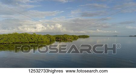 Stock Photograph - Lush foliage along the coastline of the Caribbean Sea; Belize. Fotosearch