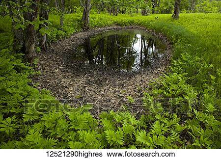 Stock Photograph - Lush foliage around a spring flood plain reflecting trees along St. Mary's River; Crow's Nest, Nova Scotia, Canada. Fotosearch