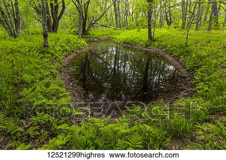 Lush foliage around a spring flood plain reflecting trees along St. Mary's River; Crow's Nest, Nova Scotia, Canada View Large Photo Image Stock Photograph - Lush foliage around a spring flood plain reflecting trees along St. Mary's River; Crow's Nest, Nova Scotia, Canada. Fotosearch