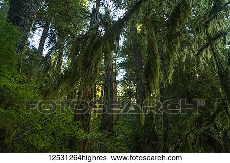 Stock Photograph - Lush foliage on the trees with moss hanging from the branches, Great Bear Rainforest; Hartley Bay, British Columbia, Canada. Fotosearch