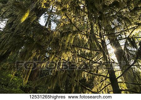 Lush foliage on the trees with moss hanging from the branches, Great Bear Rainforest; Hartley Bay, British Columbia, Canada View Large Photo Image Stock Photograph - Lush foliage on the trees with moss hanging from the branches, Great Bear Rainforest; Hartley Bay, British Columbia, Canada. Fotosearch