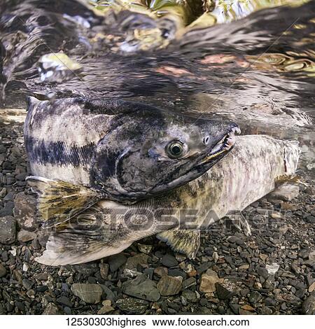 Male Chum Salmon (also known as Dog salmon, Oncorhynchus keta) courts a female by crossing over her tail in an Alaskan stream during the summer; Alaska, United States of America View Large Photo Image Stock Photograph - Male Chum Salmon (also known as Dog salmon, Oncorhynchus keta) courts a female by crossing over her tail in an Alaskan stream during the summer; Alaska, United States of America. Fotosearch