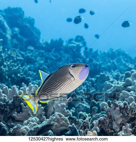 Stock Photograph - Male Gilded Triggerfish (Xanthichthys auromarginatus) with a coral reef background off the Kona Coast; Island of Hawaii, Hawaii, United States of America. Fotosearch