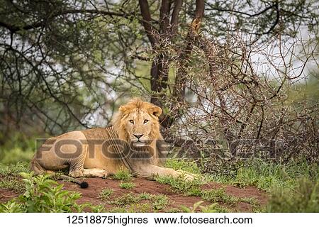 Male lion (Panthera Leo) lying on bank facing camera, Tarangire National Park, Tanzania View Large Photo Image Stock Photograph - Male lion (Panthera Leo) lying on bank facing camera, Tarangire National Park, Tanzania. Fotosearch
