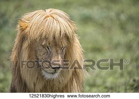 Stock Photograph - Male lion (panthera Leo) with great hair; Ndutu, Tanzania. Fotosearch