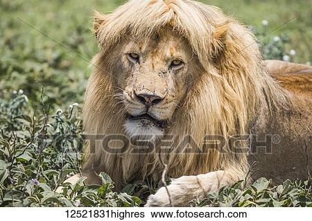 Male lion (panthera Leo) with great hair; Ndutu, Tanzania View Large Photo Image Stock Photograph - Male lion (panthera Leo) with great hair; Ndutu, Tanzania. Fotosearch