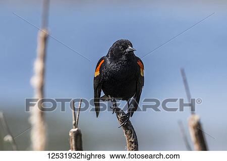 Stock Photograph - Male Red-winged blackbird (Agelaius phoeniceus) perched on a cattail; Ridgefield, Washington, United States of America. Fotosearch