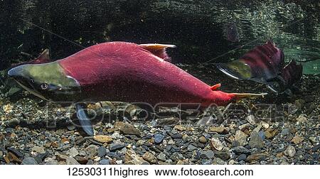 Male Sockeye Salmon (also known as Red Salmon, Oncorhynchus nerka) digging in an Alaskan stream during the summer. This behavior is considered a displacement activity indicative of the male's frustration in not being able to spawn; Alaska, United... View Large Photo Image Stock Photograph - Male Sockeye Salmon (also known as Red Salmon, Oncorhynchus nerka) digging in an Alaskan stream during the summer. This behavior is considered a displacement activity indicative of the male's frustration in not being able to spawn; Alaska, United.... Fotosearch