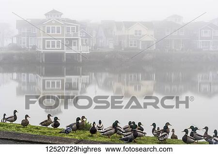 Stock Photograph - Mallards (Anas platyrhynchos) standing at the water's edge with mist over Mill Pond and houses along the shoreline; Astoria, Oregon, United States of America. Fotosearch
