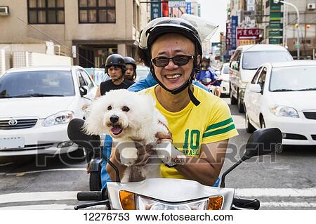 Man carrying a poodle on his motorcycle; Tainan, Taiwan View Large Photo Image Stock Image - Man carrying a poodle on his motorcycle; Tainan, Taiwan. Fotosearch