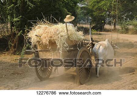 Stock Photograph - Man driving carriage pulled by livestock down dirt road; Bagan, Myanmar. Fotosearch