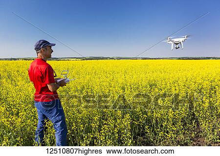 Stock Photograph - Man flying a drone over a flowering canola field, North of Sylvan Lake; Alberta, Canada. Fotosearch