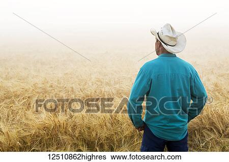 Man with cowboy hat standing and looking out to a ripe golden barley field at sunrise with fog, East of Calgary; Alberta, Canada View Large Photo Image Stock Photograph - Man with cowboy hat standing and looking out to a ripe golden barley field at sunrise with fog, East of Calgary; Alberta, Canada. Fotosearch