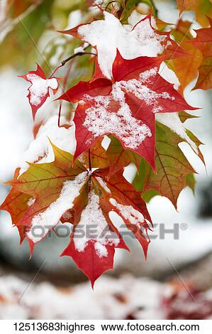 Maple leaves laden with snow; Surrey, British Columbia, Canada View Large Photo Image Stock Photograph - Maple leaves laden with snow; Surrey, British Columbia, Canada. Fotosearch