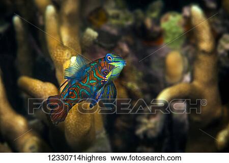 Marine Life View Large Photo Image Stock Photograph - Marine Life. Fotosearch