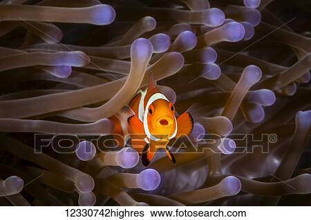 Stock Photograph - Marine Life. Fotosearch