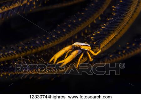Marine Life View Large Photo Image Stock Photograph - Marine Life. Fotosearch