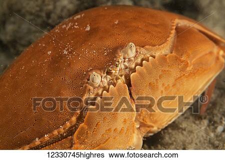 Stock Photograph - Marine Life. Fotosearch