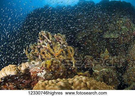 Stock Photograph - Marine Life. Fotosearch
