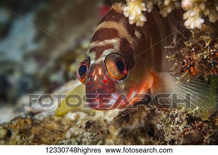 Stock Photograph - Marine Life. Fotosearch