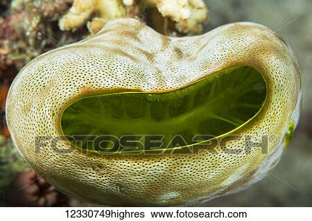 Marine Life View Large Photo Image Stock Photograph - Marine Life. Fotosearch